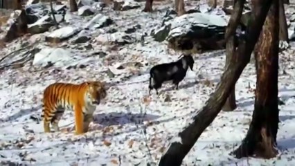 UNUSUAL FRIENDSHIP BETWEEN GOAT AND TIGER