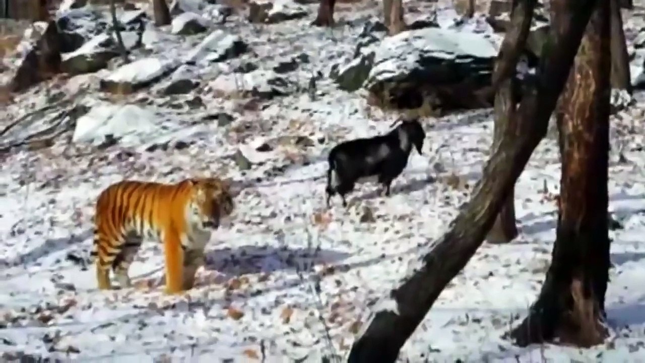 UNUSUAL FRIENDSHIP BETWEEN GOAT AND TIGER