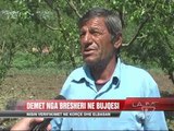 Dëmet nga breshëri në bujqësi - News, Lajme - Vizion Plus