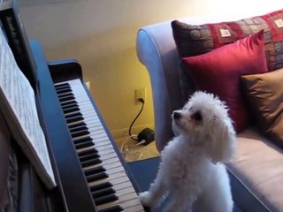 Пианист _ Dog playing the piano