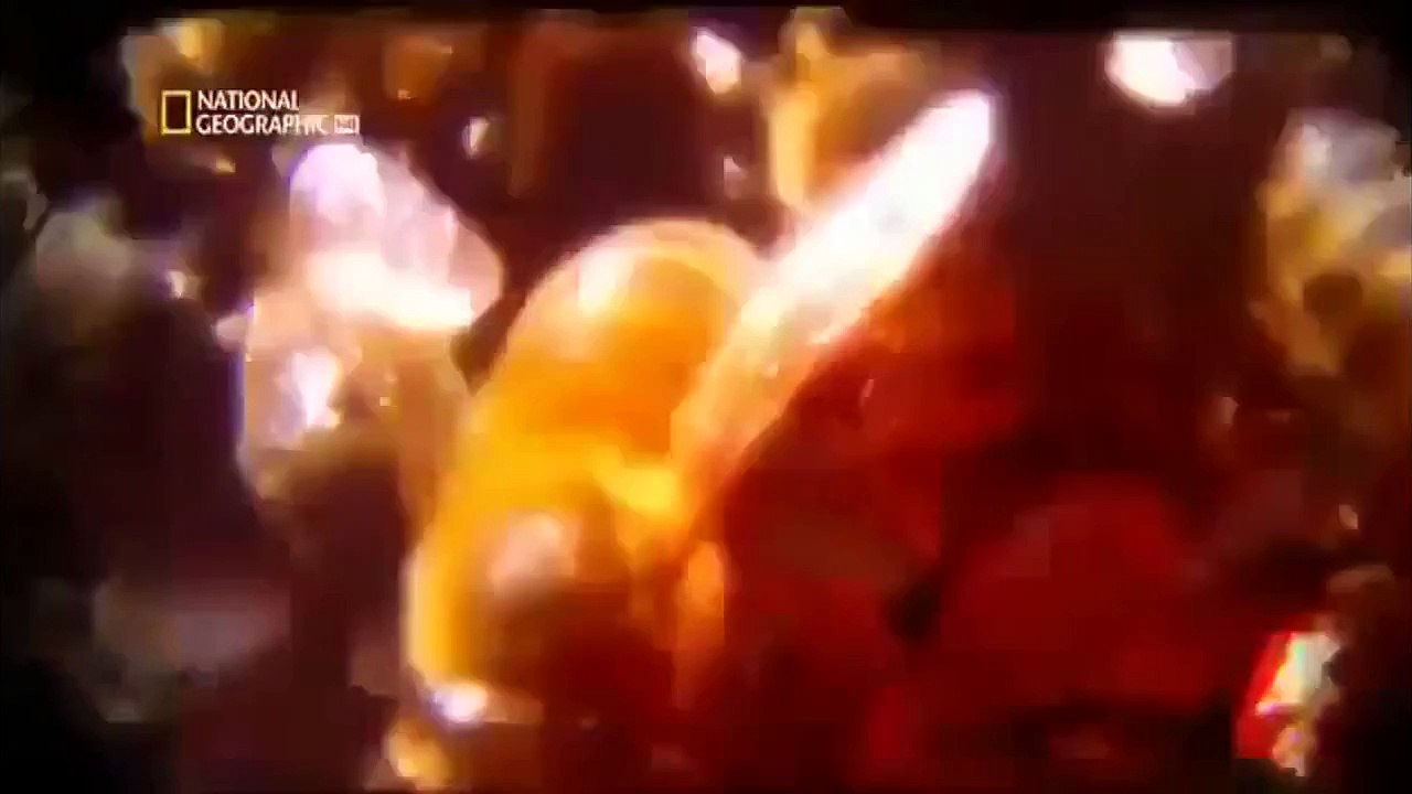 Worlds Deadliest Animals Full Length Documentary