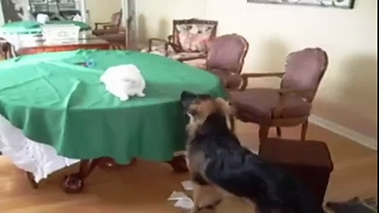 Funny Videos : Dog vs Cat Compilation
