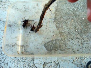 araignée vs araignée video 1