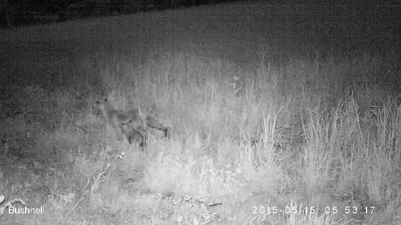 Renarde et jeunes: têtée matinale