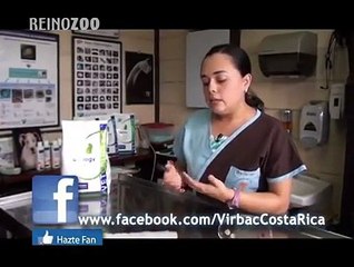 Vet Complex Calorie Gatos