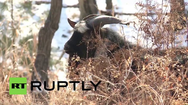 Insolite : un tigre se lie d'amitié avec la chèvre qu'il devait manger