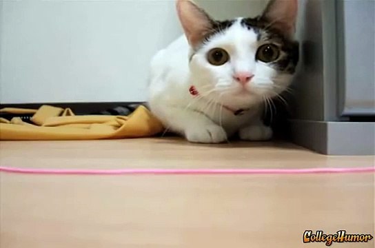 Котик любит играть !!! Классный такой !!