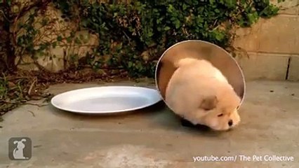 TOO CUTE AND FUNNY! SHARE