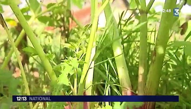 Santé : à la découverte des plantes médicinales