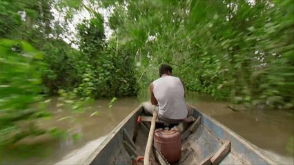 عالم الجزيرة - البيرو.. تجارة الأخشاب الفاسدة