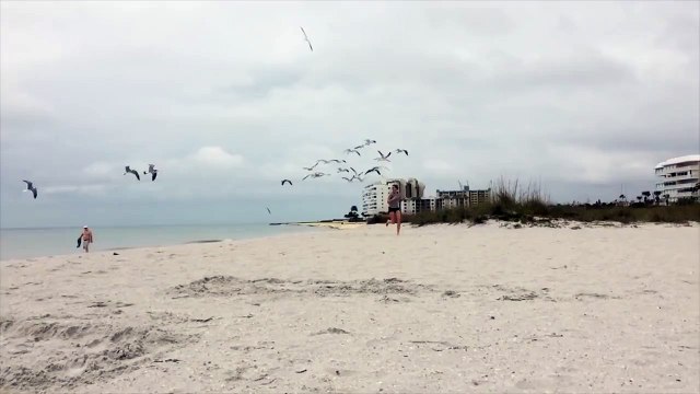 Seagulls Chase A Girl Down The Beach