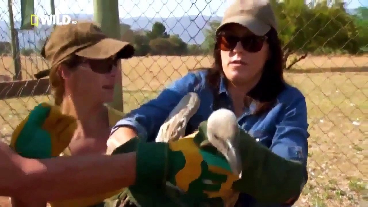 Africas Weird Animals National Geographic Nature Documentary Wild Life Freaks And Creeps