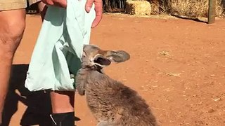 This Young Kangaroo Loves Her Pouch!