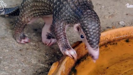 Animals You ve Never Seen As Babies