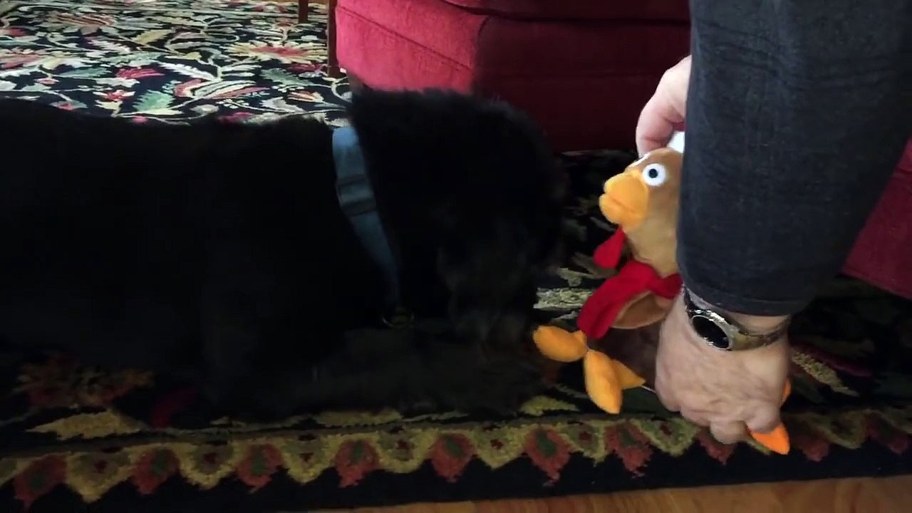 gus doesn t have the time of day for this thanksgiving crap