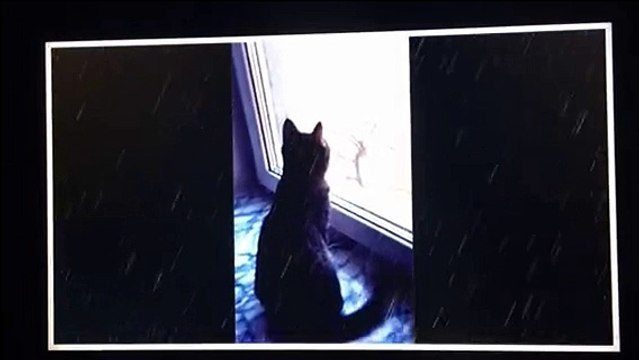 Александр Бон (shponks) on Periscope [2015-11-29 22-56] КОНЦЕРТ АЛЕКСАНДРа БОНа‼️ ПРИГЛАШЕНИЕ ОТ СОНИ‼️