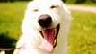 What dog happiness - fun and funny dog