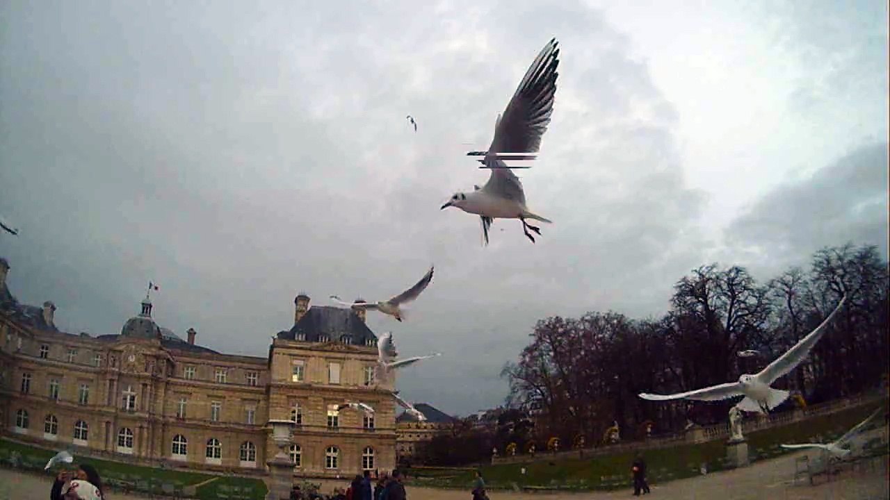 Les oiseaux du Luco !