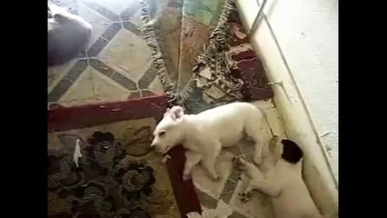 Correndo em um sonho. Cão dormir engraçado e correr
