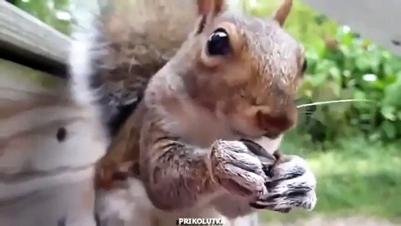 Esquilo aqui. Esquilo rachaduras sementes engraçados