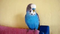 Budgies Chatty. Papagaio de fala engraçado