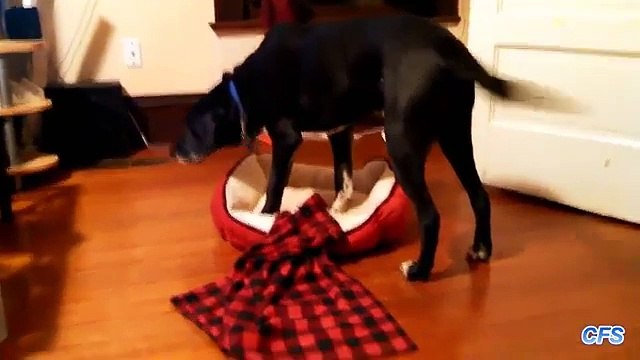 Cão grande e camas pequenas. Cães engraçados em pequenas espreguiçadeiras