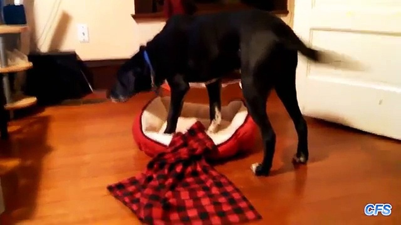 Cão grande e camas pequenas. Cães engraçados em pequenas espreguiçadeiras