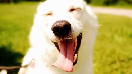 Que felicidade cão - divertido e engraçado cão