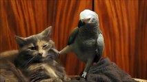 Daring gato y un loro. Pájaro feliz y un gato