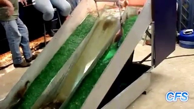 La atracción para los patitos. Patitos divertidos en una montaña rusa