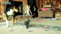 Grandes perros que juegan con los gatitos. Perros y cachorros
