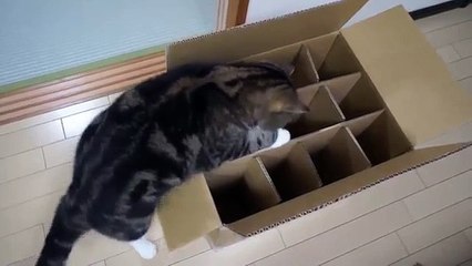 Cuadro defectuoso. Gato divertido está tratando de entrar en el cuadro de
