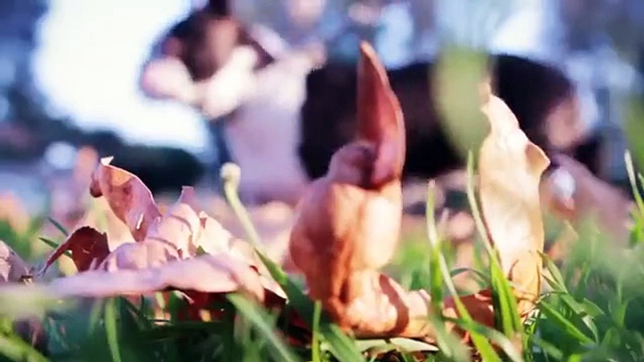 Bulldog llamado Milo. Bulldog divertido para un paseo