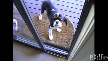 ¿Hay perros perro ingenioso divertido inteligente