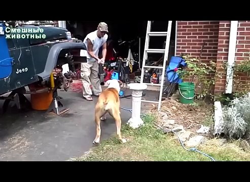 Soplador Perros. Perros como sopladores de hojas