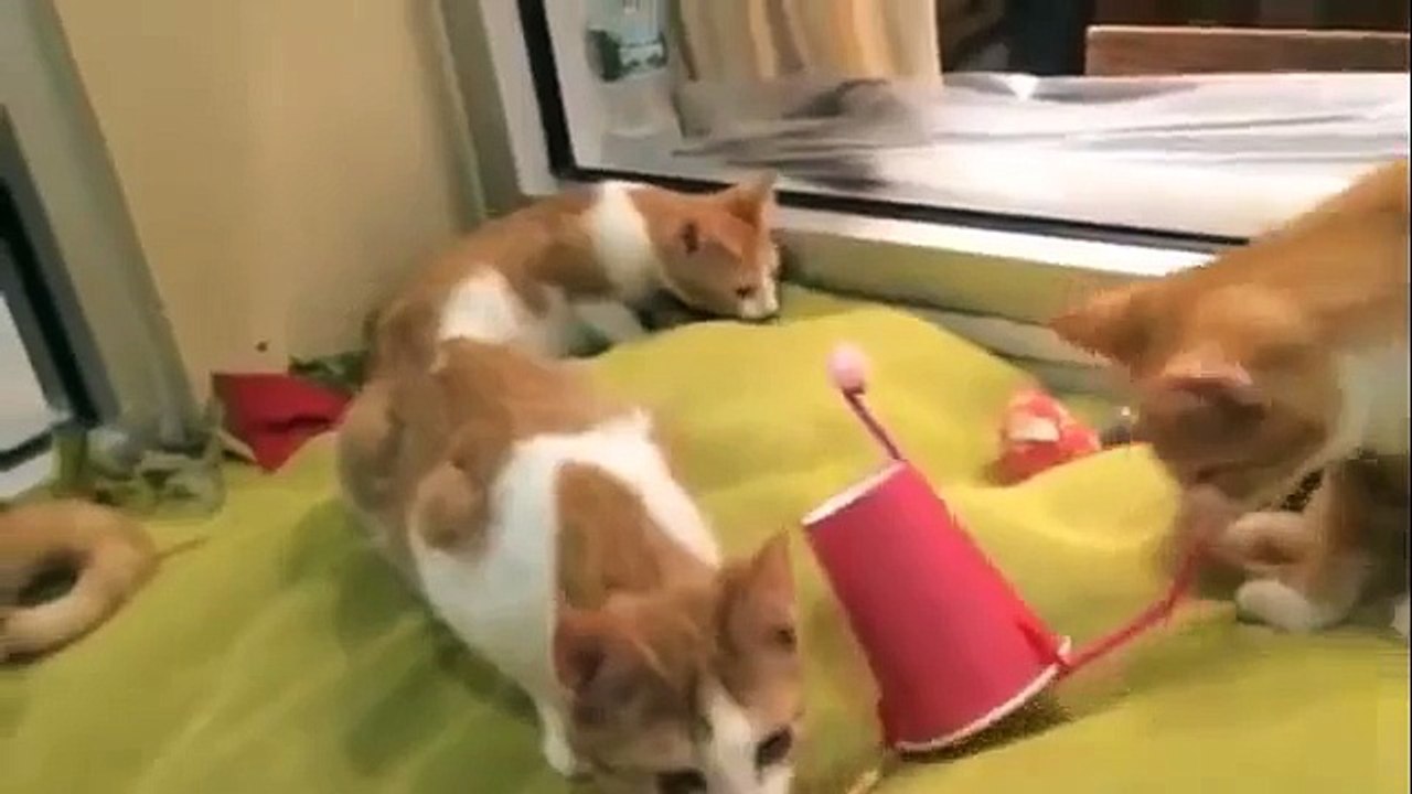 4 chat roux et un jouet étrange. Chats apprennent nouveau jouet