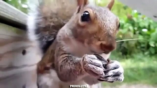 Ecureuil ici. Graines drôle d'écureuil de craquage