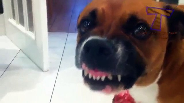 Reservoir Dogs protègent les os et les jouets - drôle de chien (sélection)