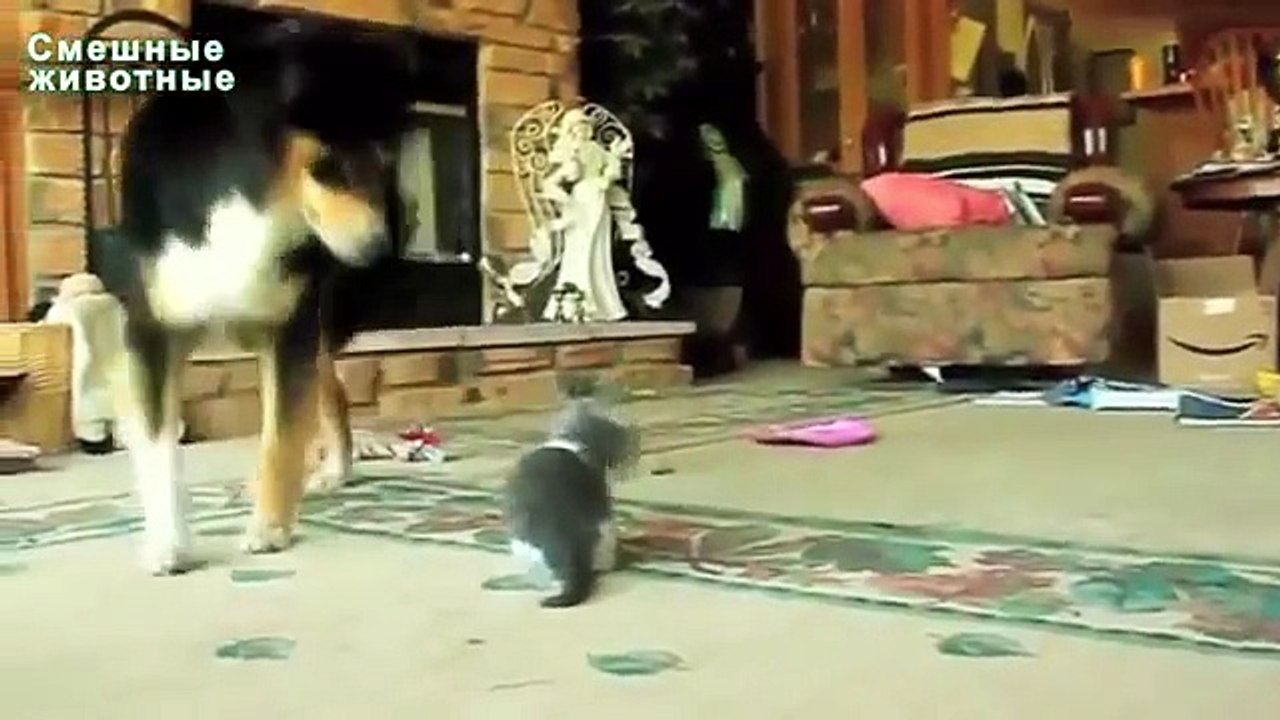 Les grands chiens jouant avec des chatons. Chiens et Chiots