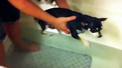 Aérostiers. Chiens drôles flottant dans l'air