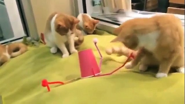 4 рыжих кота и странная игрушка. Кошки изучают новую игрушку