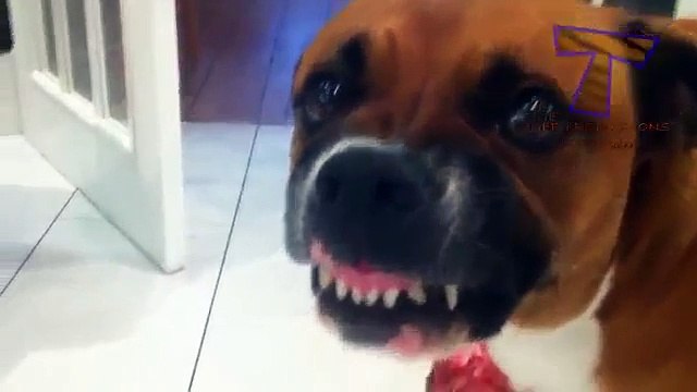 Бешеные псы защищают игрушки и кости - смешные собаки (подборка)