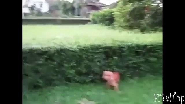 Весёлая жизнь зверей. Ржачное видео про животных