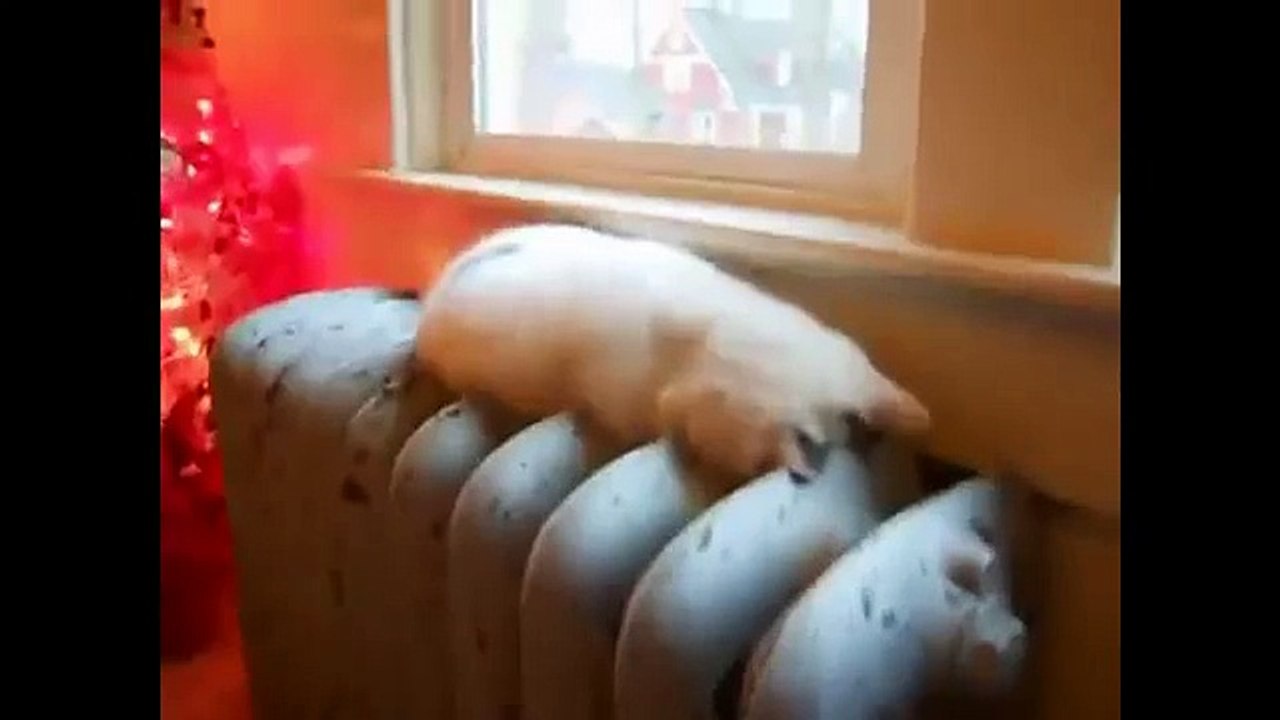 그래서 고양이 자. 고양이에 대한 재미 비디오