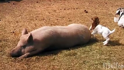 관계 동물. 재미있는 동물