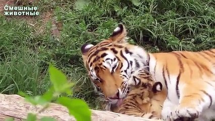 動物園に住んでカブス動物。おかしい動物