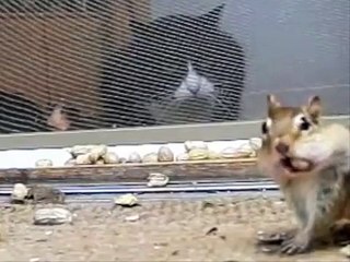 1タンパク質と2匹の猫。おかしいタンパク質や猫