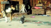 子猫と遊んで大型犬。犬と子犬
