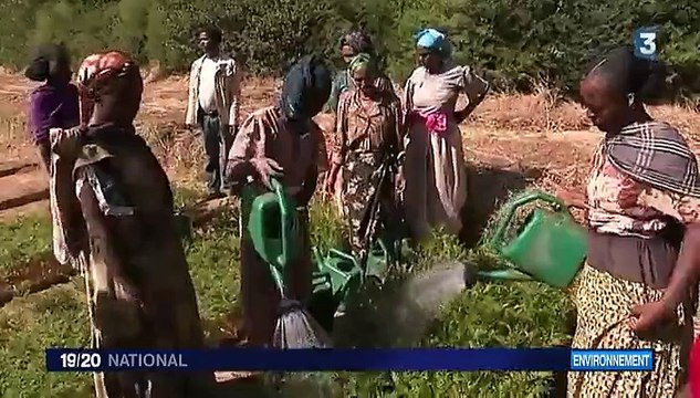 En Ethiopie, des millions d'arbres plantés