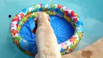 Dog Days Of Summer- Compilation